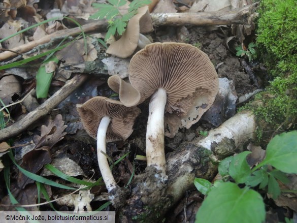 Psathyrella variata