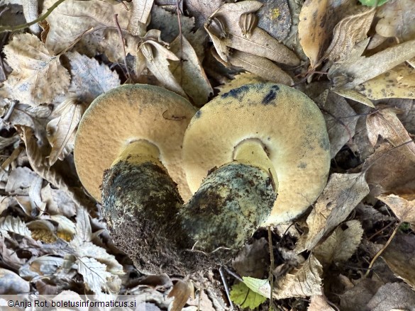 Gyroporus cyanescens