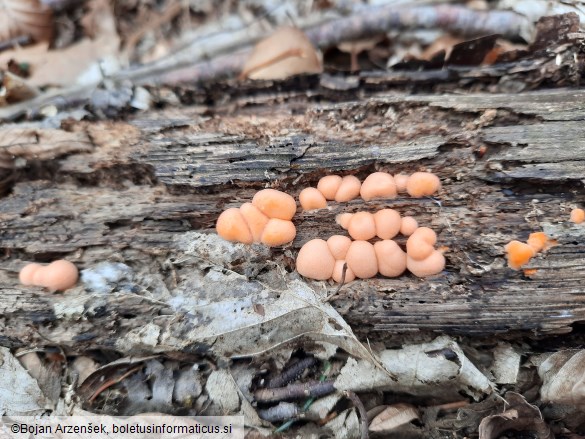 Lycogala epidendrum