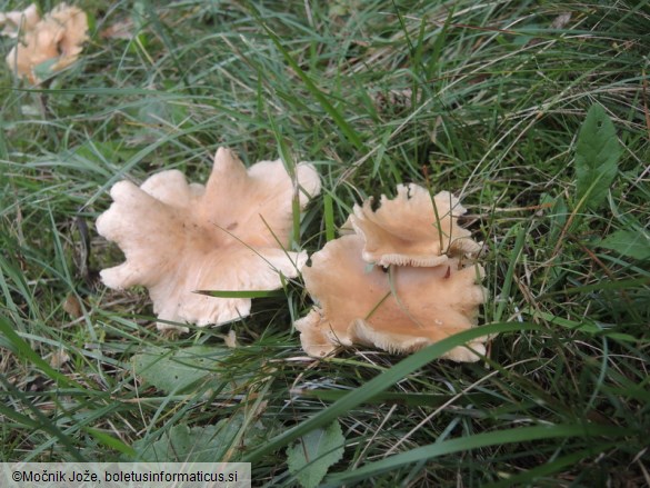 Clitocybe costata