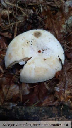 Lactifluus vellereus