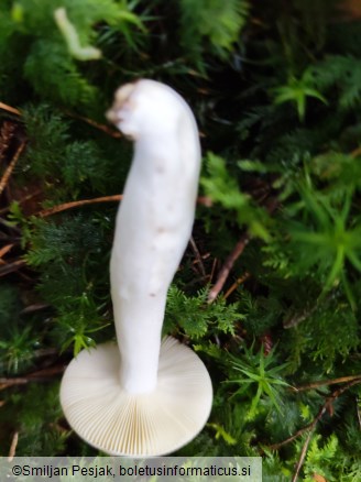 Russula amara