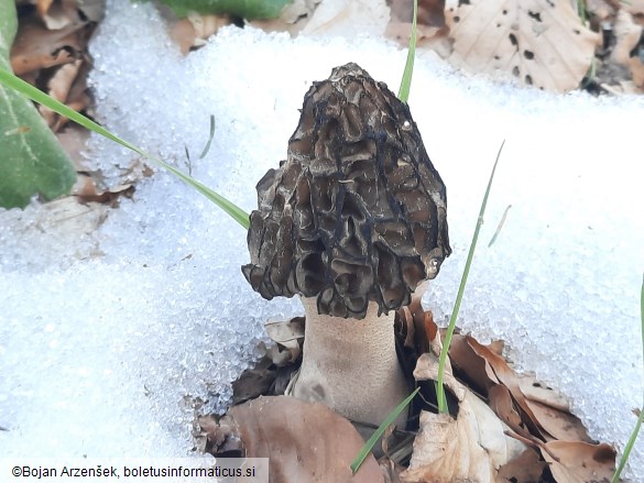 Morchella deliciosa