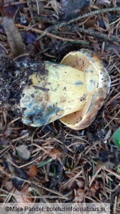 Boletus pulverulentus