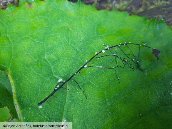 Hymenoscyphus fraxineus