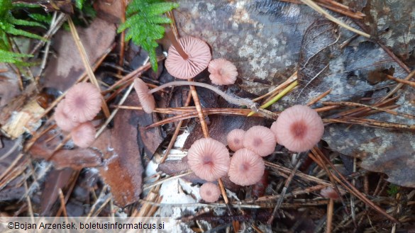 Mycena rosella