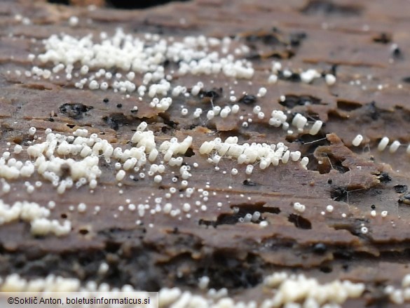 Henningsomyces candidus