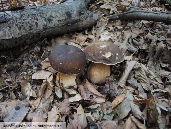 Boletus aereus