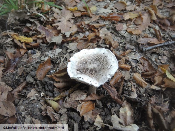 Tricholoma basirubens