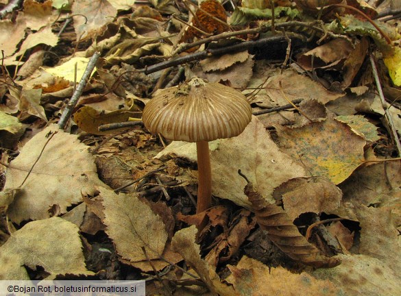 Inocybe asterospora