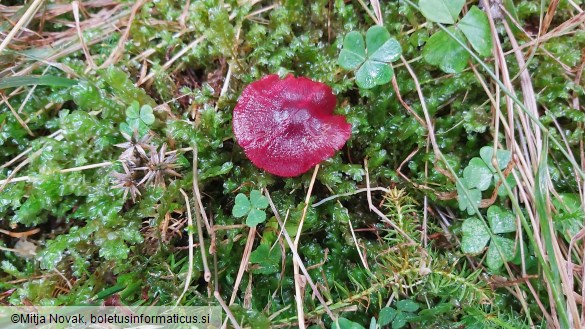 Cortinarius sanguineus