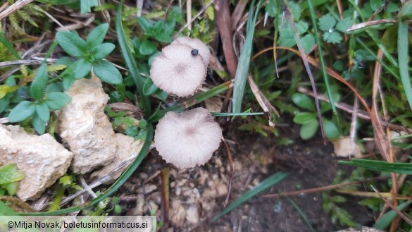 Arrhenia obscurata