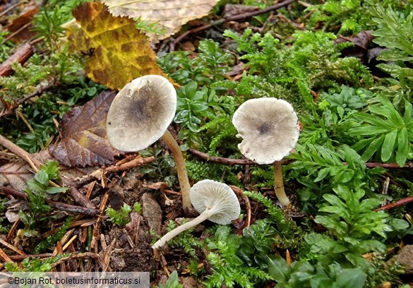 Spodocybe trulliformis