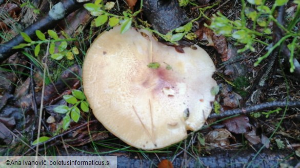 Tricholomopsis rutilans