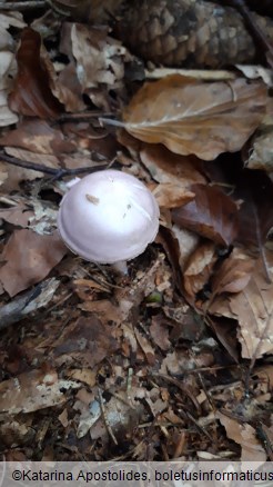 Mycena rosea