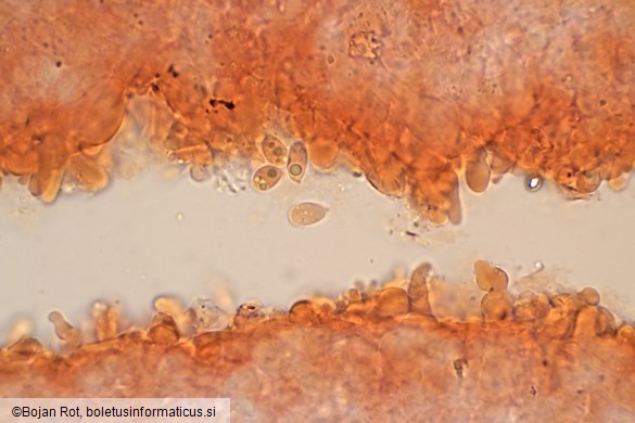 Mycena stylobates