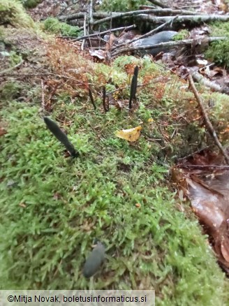 Xylaria longipes