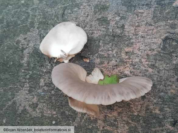Pleurotus ostreatus