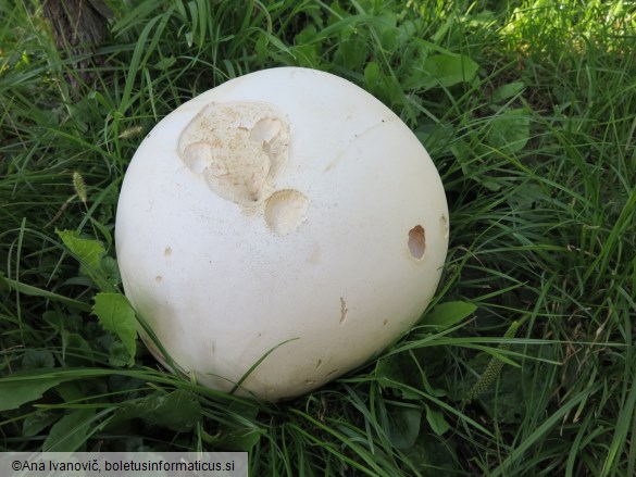 Calvatia gigantea