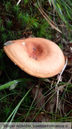 Lactarius volemus