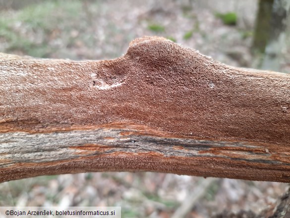 Phellinus ferruginosus