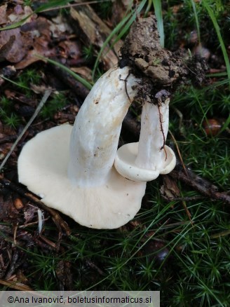 Lactifluus piperatus