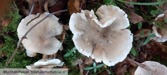 Tricholoma saponaceum