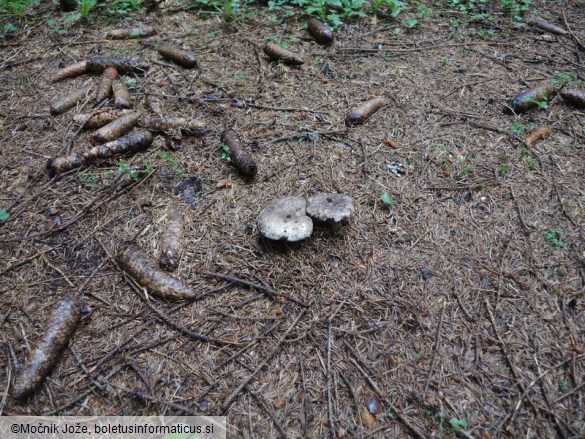 Russula albonigra