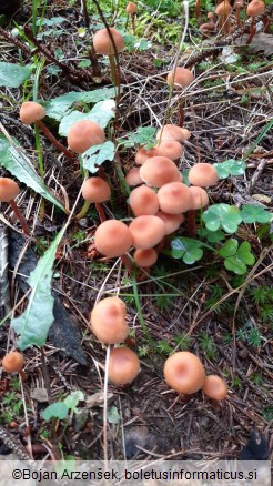 Laccaria laccata