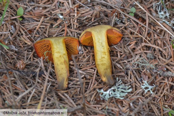 Cortinarius malicorius