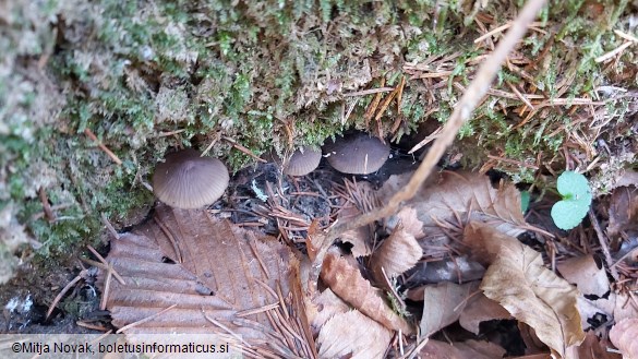 Mycena galopus