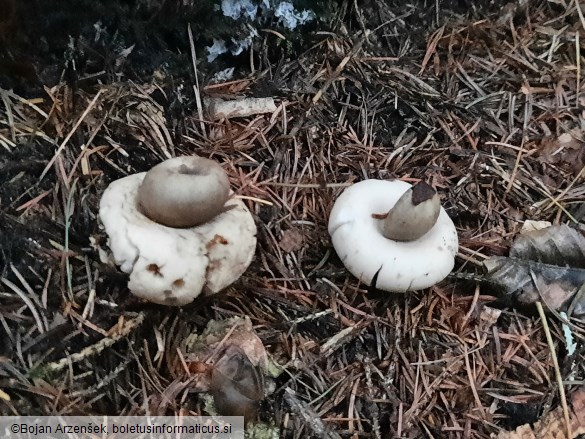 Geastrum fimbriatum
