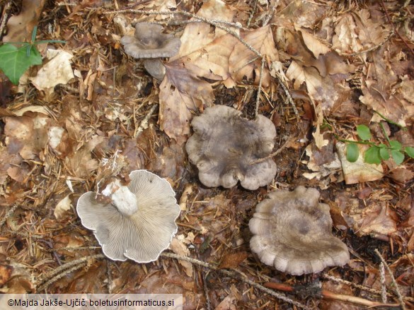 Lactarius circellatus