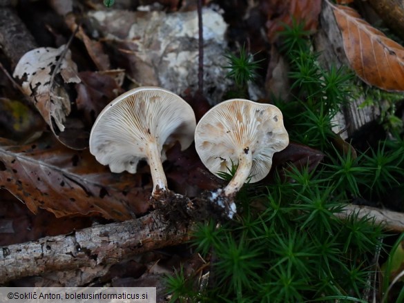 Paralepista flaccida