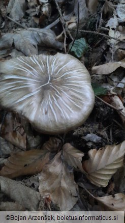 Megacollybia platyphylla