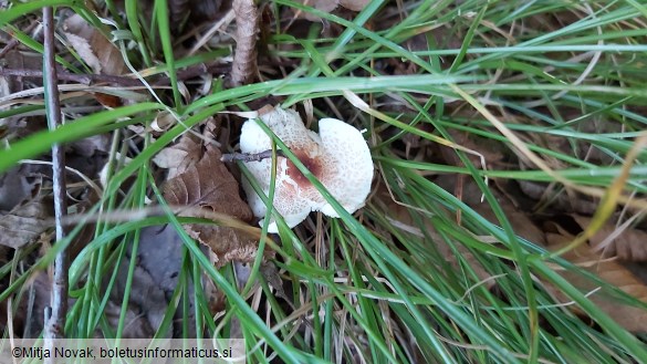 Lepiota cristata