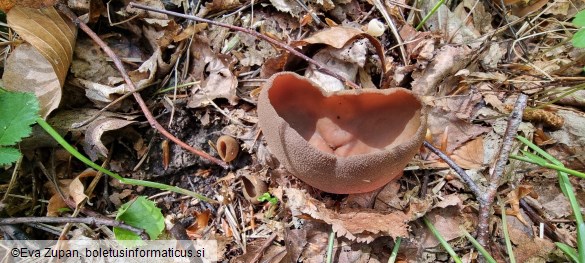 Phylloscypha phyllogena