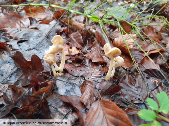 Helvella elastica