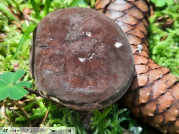 Lactarius picinus