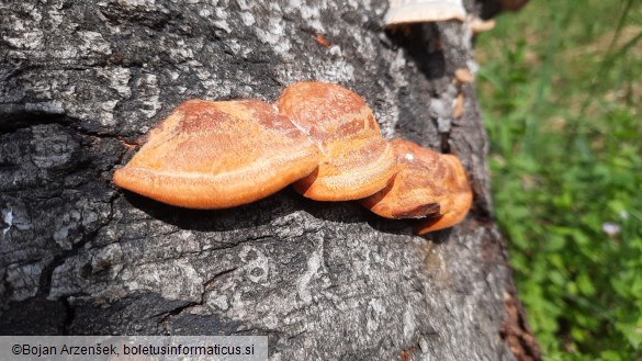 Pycnoporus cinnabarinus