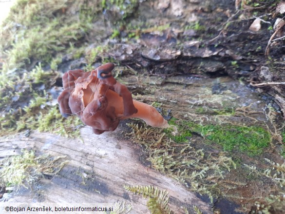 Gyromitra infula