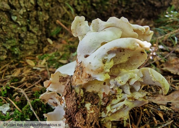 Osteina obducta