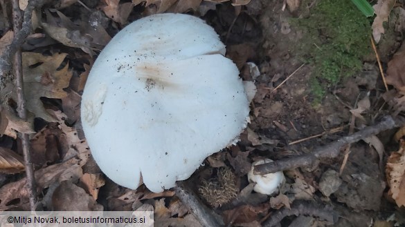 Volvariella hypopithys