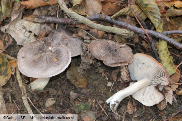 Tricholoma orirubens