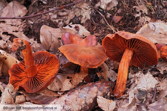 Cortinarius cinnabarinus