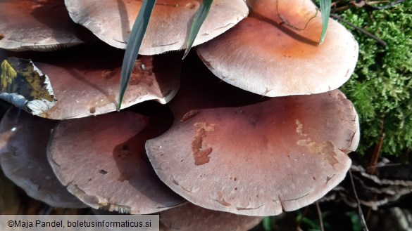 Hypholoma sublateritium