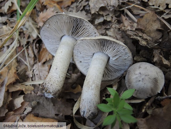 Tricholoma bresadolanum