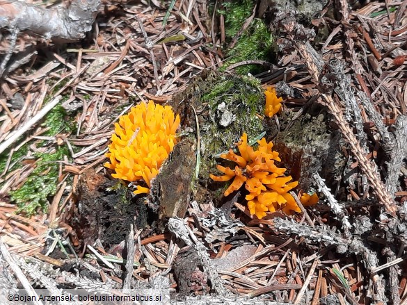 Calocera viscosa