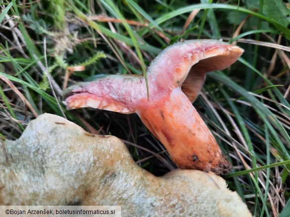 Lactarius sanguifluus