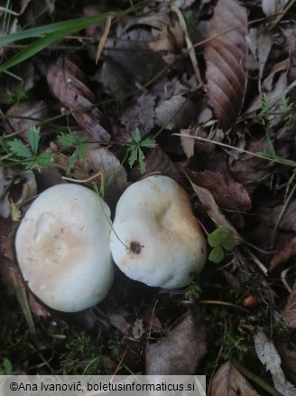 Lactarius piperatus